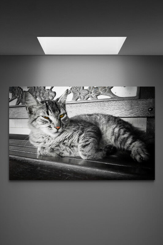 Tablou Canvas Sleeping cat