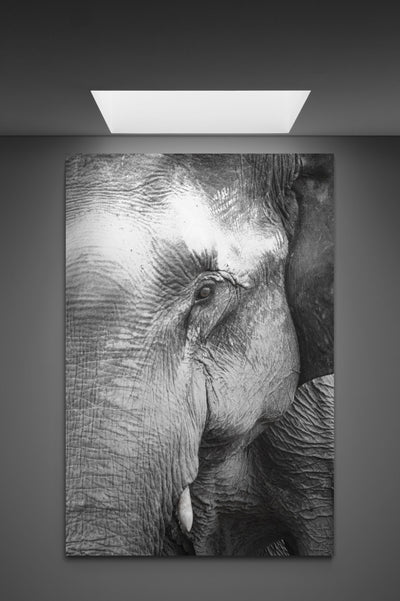Tablou Canvas Portret Elefant