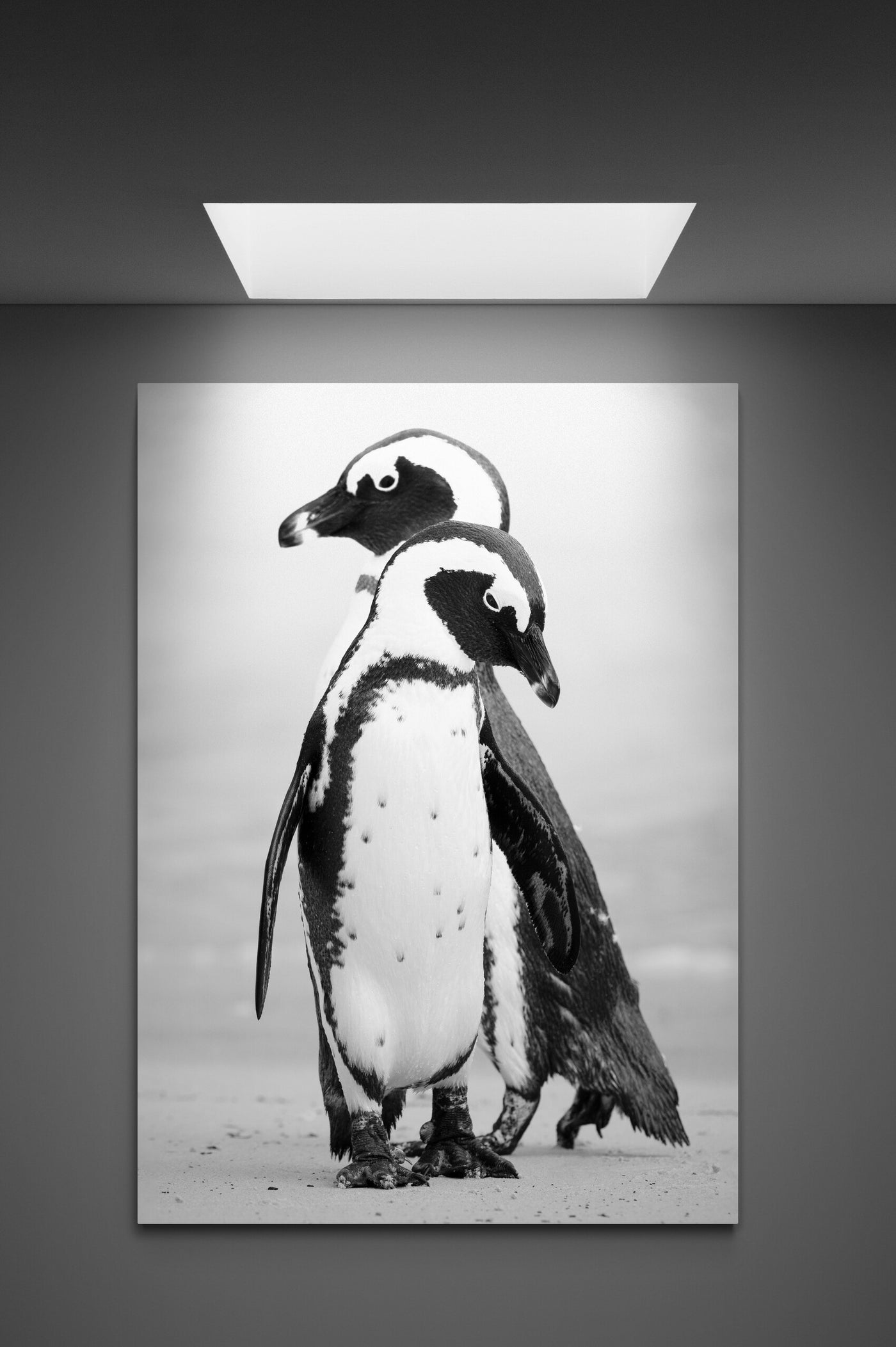 Tablou Canvas Pinguini jucausi