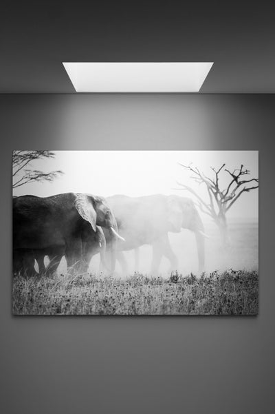 Tablou Canvas Elefanti