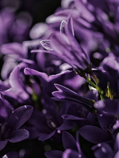 Tablou canvas Floare purpurie