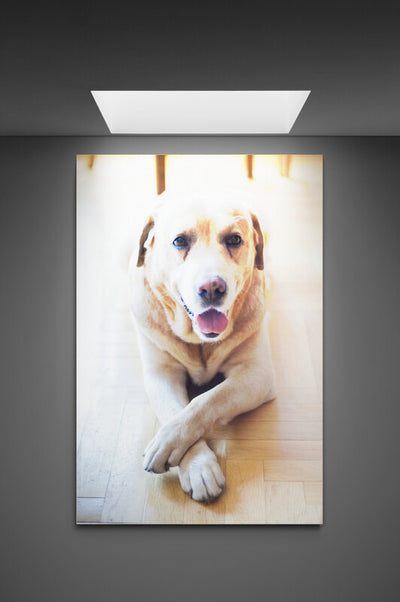 Tablou canvas Sweet dog look