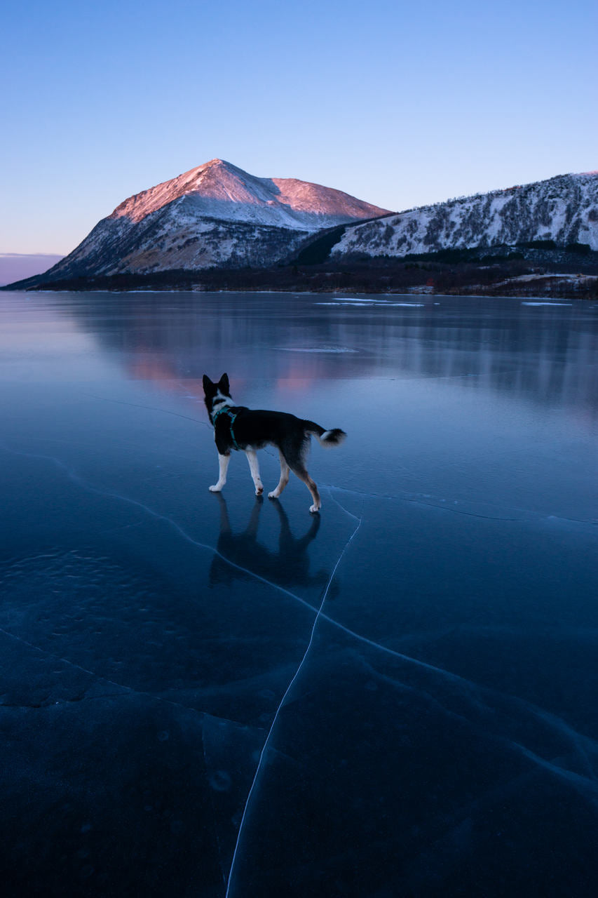 Tablou Husky la pas pe un lac inghetat