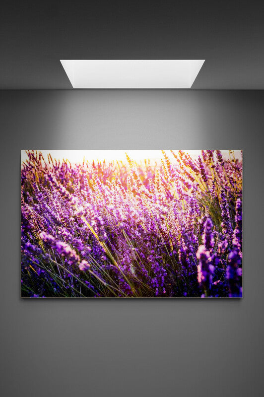 Canvas Lavanda