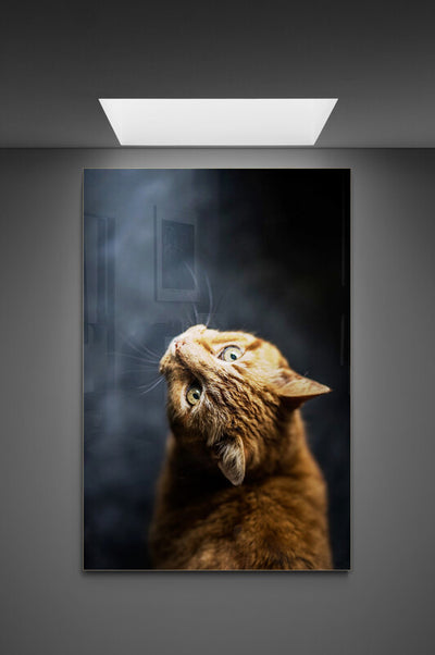 Canvas-decorativ-Pisica cu capul intors