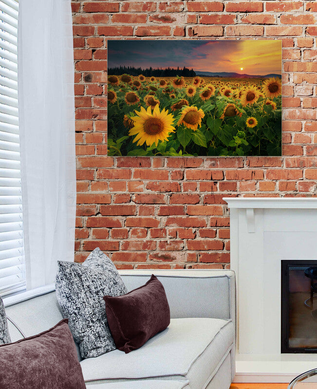 Tablou canvas Camp cu floarea soarelui
