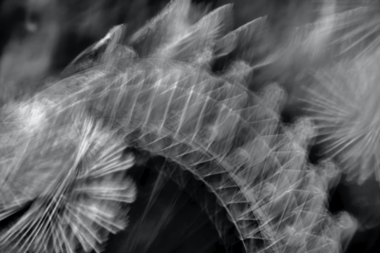 Tablou abstract Radiography