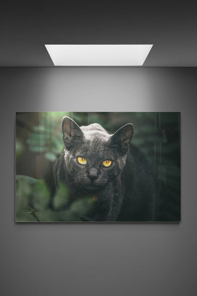 Tablou canvas Pisica neagra