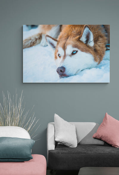 Canvas Pui husky cu botul in zapada