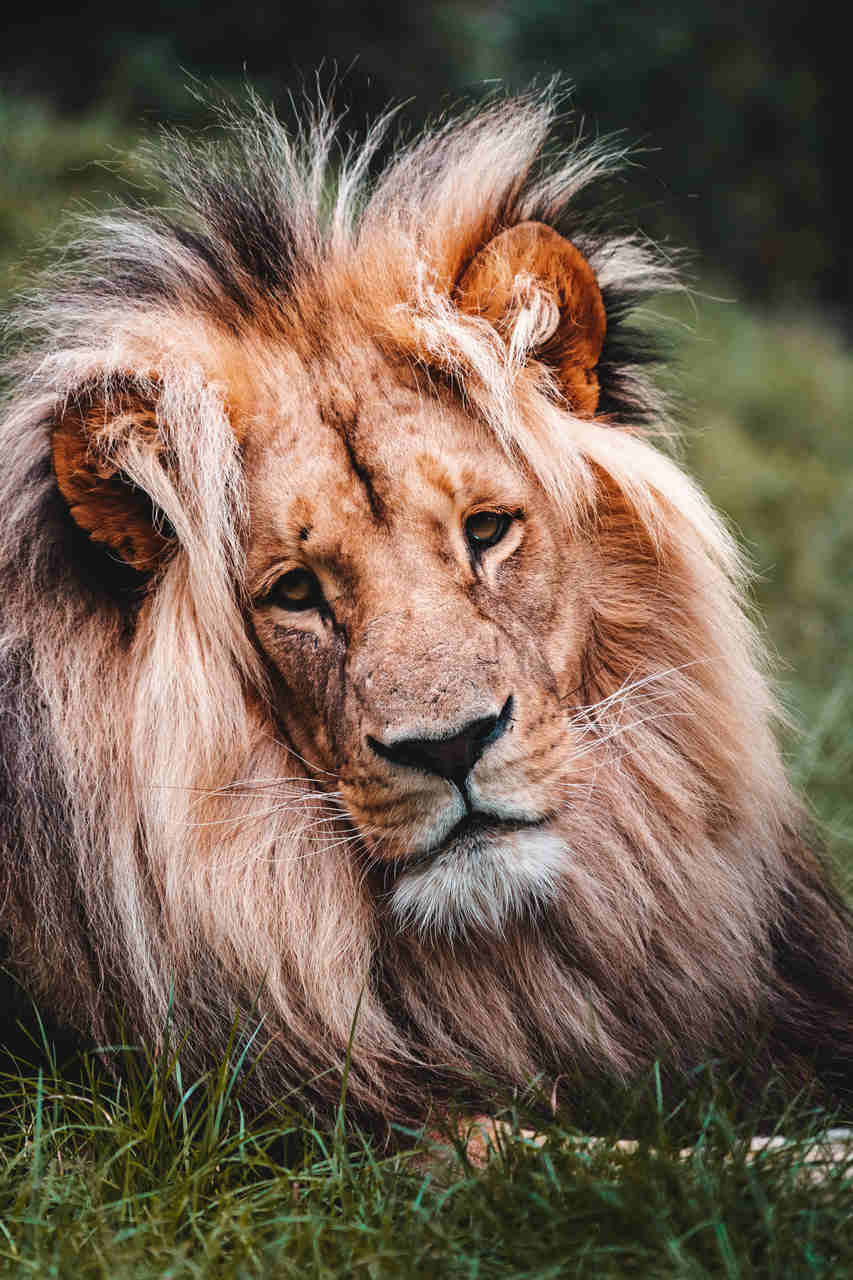 Canvas portret Leul, regele animalelor
